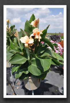 Canna Lily Elite Blushing Diva