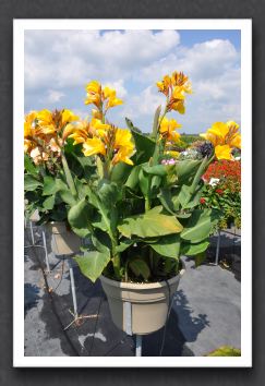 Canna Lily Elite Mango Punch