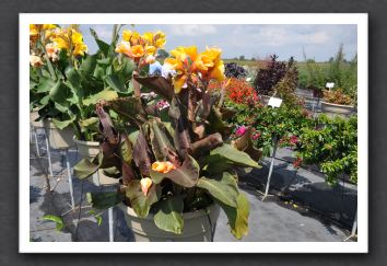 Canna Lily Elite Mini Chocolate