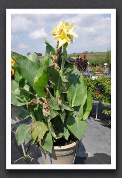 Canna Lily Shining Diva