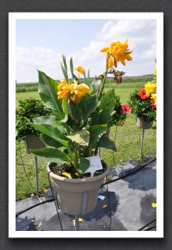 Canna Lily Elite Apricot Punch