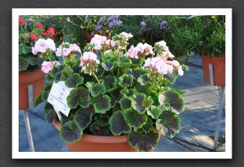 DSC_4093 Geranium Bullseye Light Pink