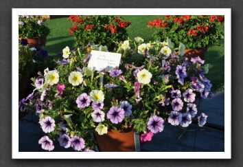 DSC_4089 Mix #6, Petunia Fortunia Yellow