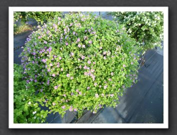 Bacopa Snowstorm Blue