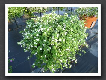 Bacopa Taifun Mega White