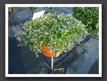 Bacopa Taifun Blue