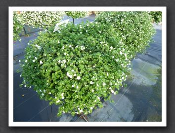 Bacopa Amunda Collossal White