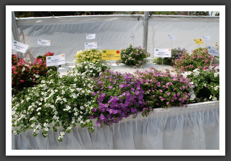 DSC_9229 Bacopa Scopia Great,  White Improved, Violet Magic & Rose