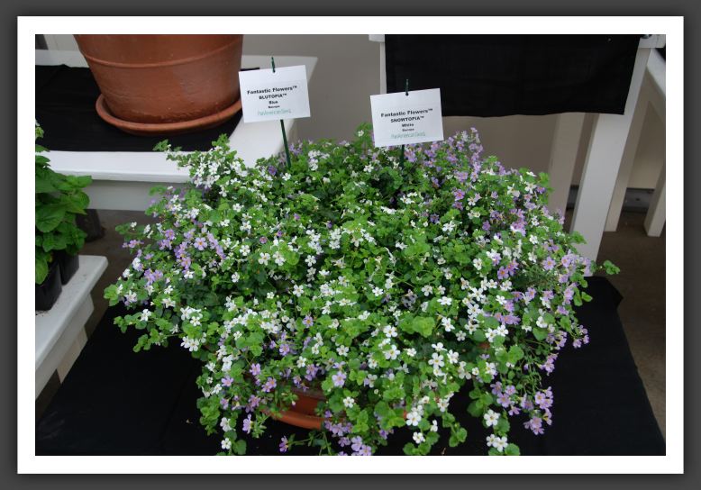 DSC_9820 Bacopa Fantastic Blutopia & Snowtopia
