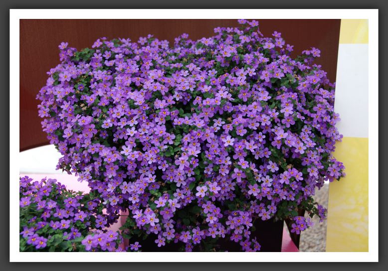 DSC_9846 Bacopa Snowstorm Blue