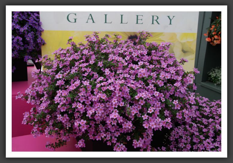 DSC_9847 Bacopa Snowstorm Pink Imp.
