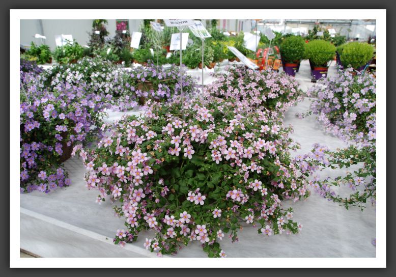 DSC_9402 Bacopa Secrets XXL Central Pink