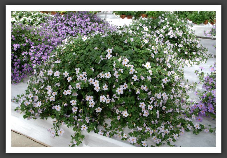 DSC_9404 Bacopa Secrets XL Lavender