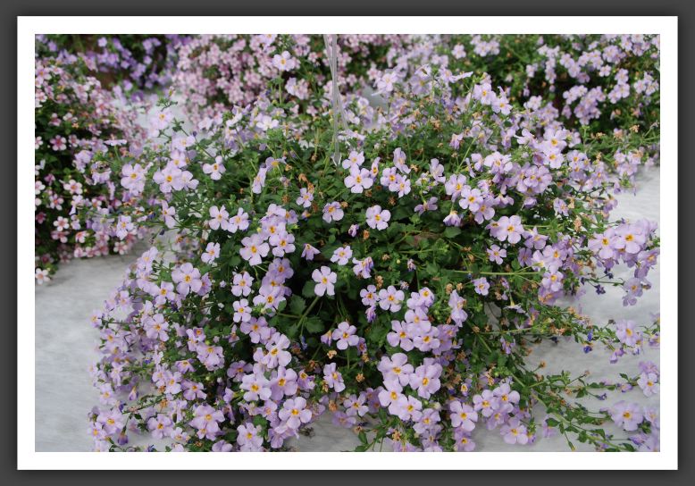 DSC_9405 Bacopa XXL Silver Sky