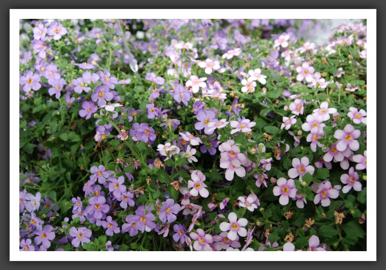 DSC_9406 Bacopa Secrets XXL Central Pink & XXL Blue Delight
