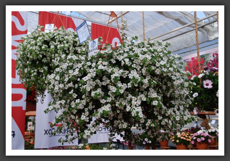 DSC_9574 Bacopa Bahia White Night