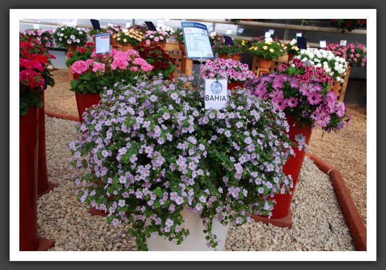 DSC_9575 Bacopa Bahia Lavender