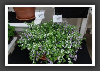 DSC_9820 Bacopa Fantastic Blutopia & Snowtopia