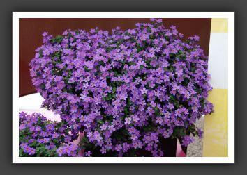 DSC_9846 Bacopa Snowstorm Blue