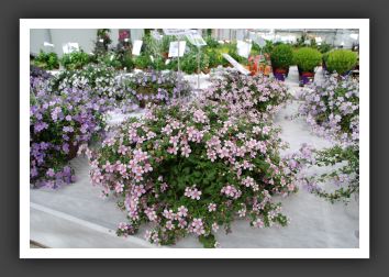 DSC_9402 Bacopa Secrets XXL Central Pink