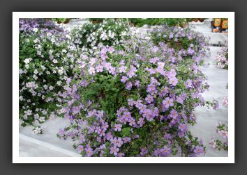 DSC_9403  Bacopa Secrest XXL Blue Delight