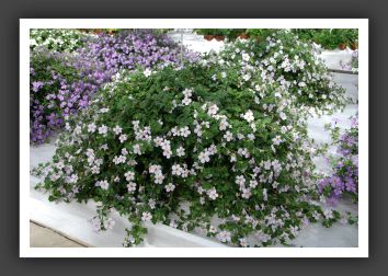 DSC_9404 Bacopa Secrets XL Lavender