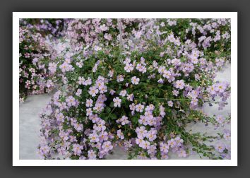 DSC_9405 Bacopa XXL Silver Sky