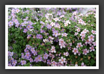 DSC_9406 Bacopa Secrets XXL Central Pink & XXL Blue Delight