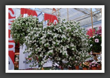 DSC_9574 Bacopa Bahia White Night