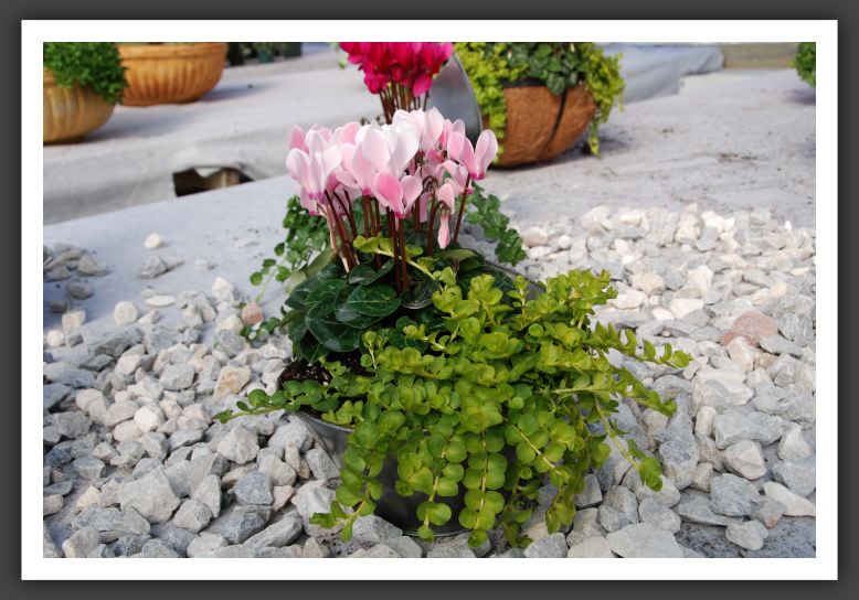 DSC_9276 Cyclamen Super Series Mixed Pan