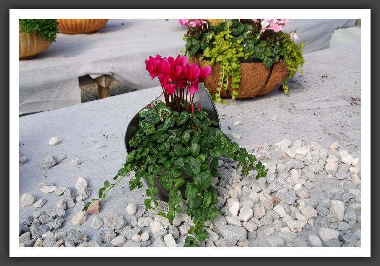 DSC_9277 Cyclamen Super Series Mixed Pan
