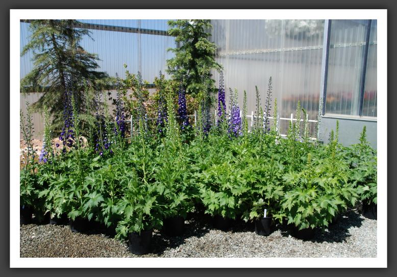 DSC_9367 Delphinium Aurora Mix