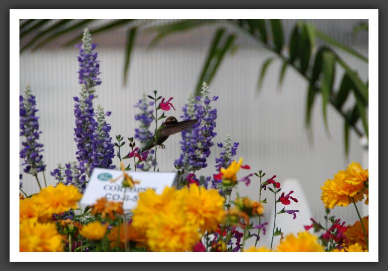 DSC_9192 Danzinger Mix with Hummingbird