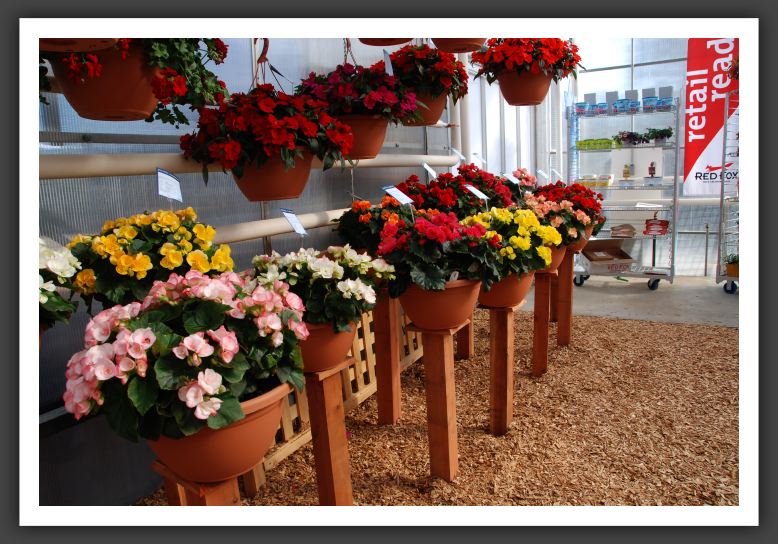 DSC_9589 Riger Begonia Mix