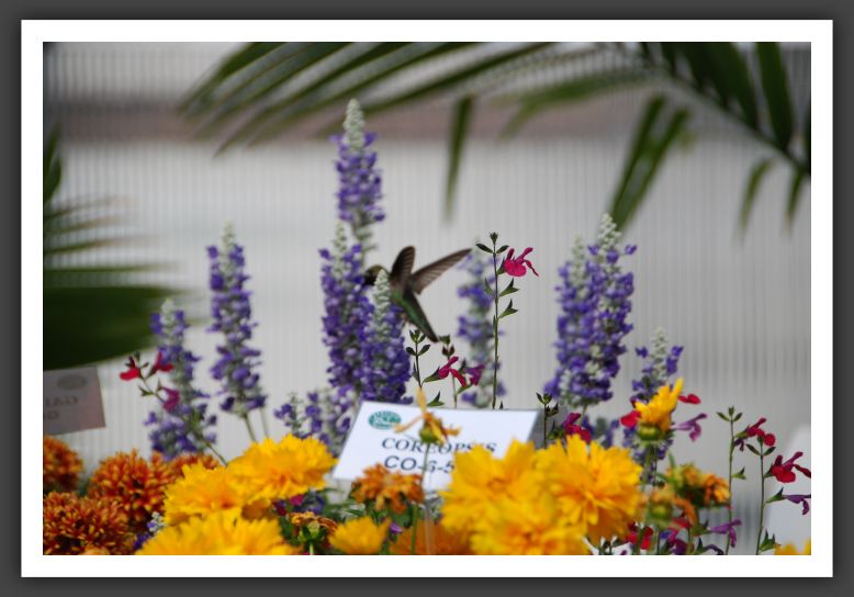 DSC_9193 Danzinger Mix with Hummingbird