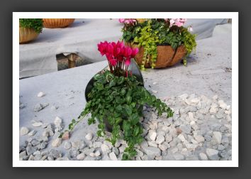 DSC_9277 Cyclamen Super Series Mixed Pan