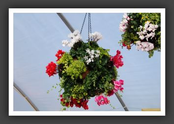 DSC_9278 Cyclamen Super Series Mixed Pan