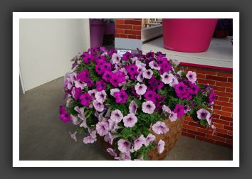 DSC_9785 Petunia Easy Wave  Plum Pudding Mix