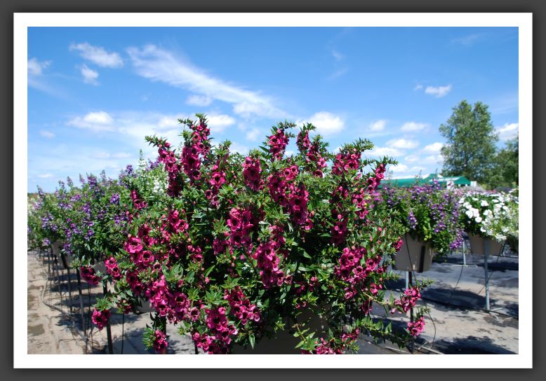 Angelonia Carita Raspberry_4954
