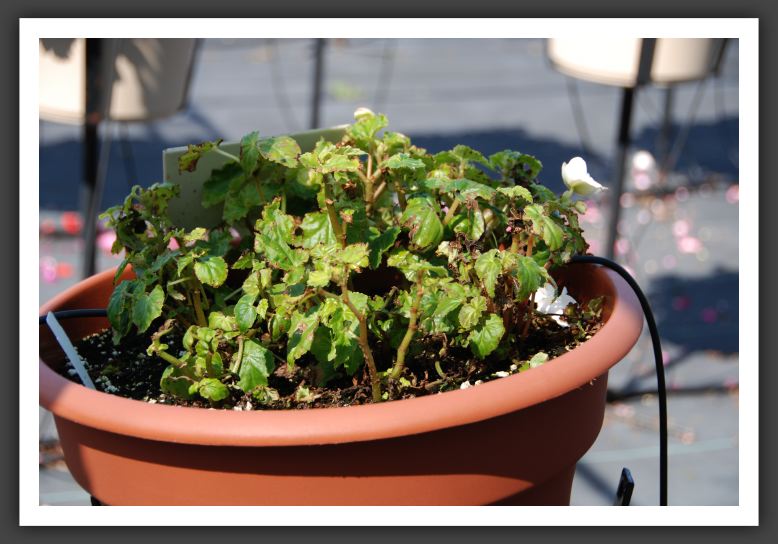 Begonia Panorama White_6197