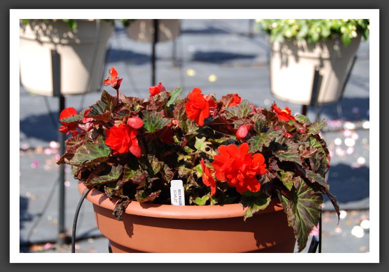 Begonia Panorama Scarlet_6198