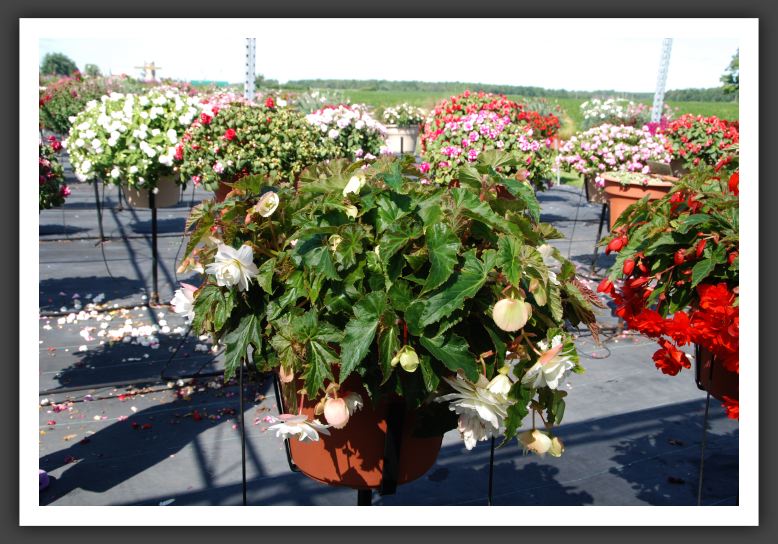 Begonia Illumination White_6201