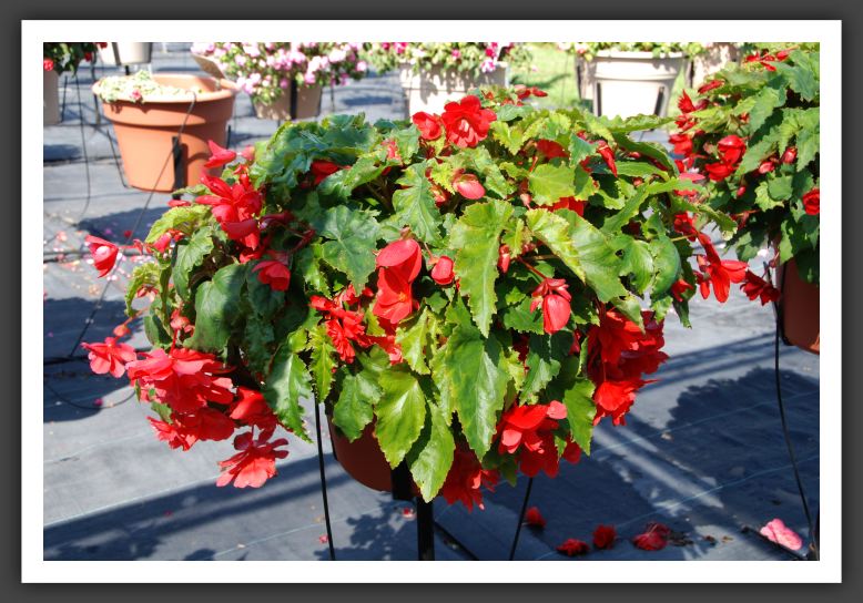 Begonia Illumination Rose_6203
