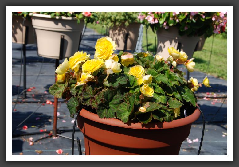 Begonia Go-Go Yellow_6205