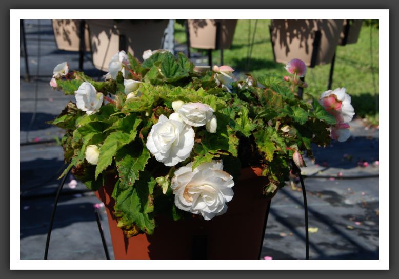 Begonia Go-Go Appleblossom_6206