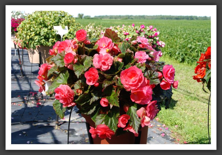 Begonia Go-Go Rose_6207