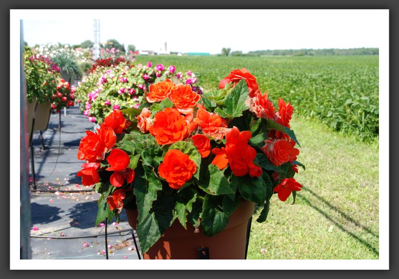 Begonia Go-Go Orange_6208