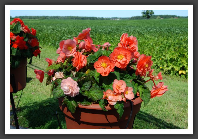 Begonia Go-Go Salmon_6209