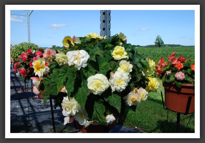 Begonia Go-Go Light Yellow_6210