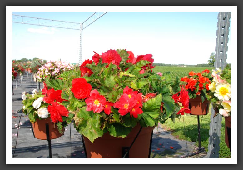 Begonia Go-Go Cherry_6211